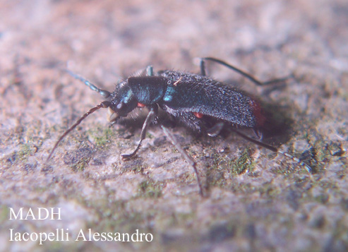 Clanoptilus spinipennis e Cychrus italicus